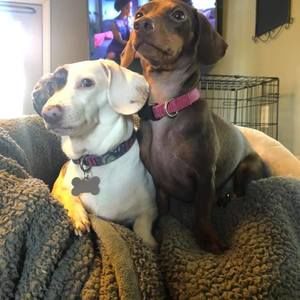 Meet your Posher, Lindsey